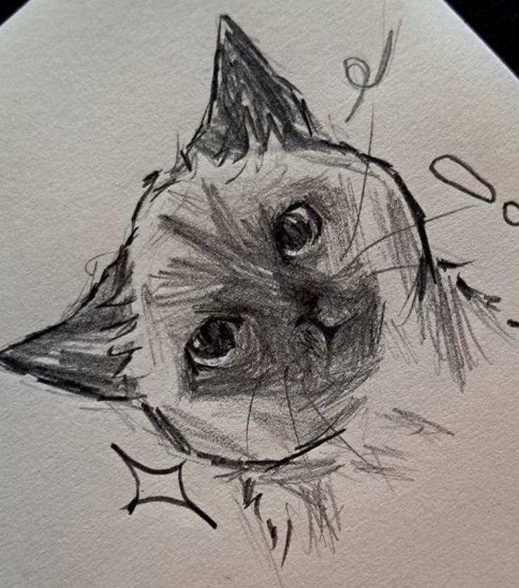 Adorable Realistic Cat Face Sketch