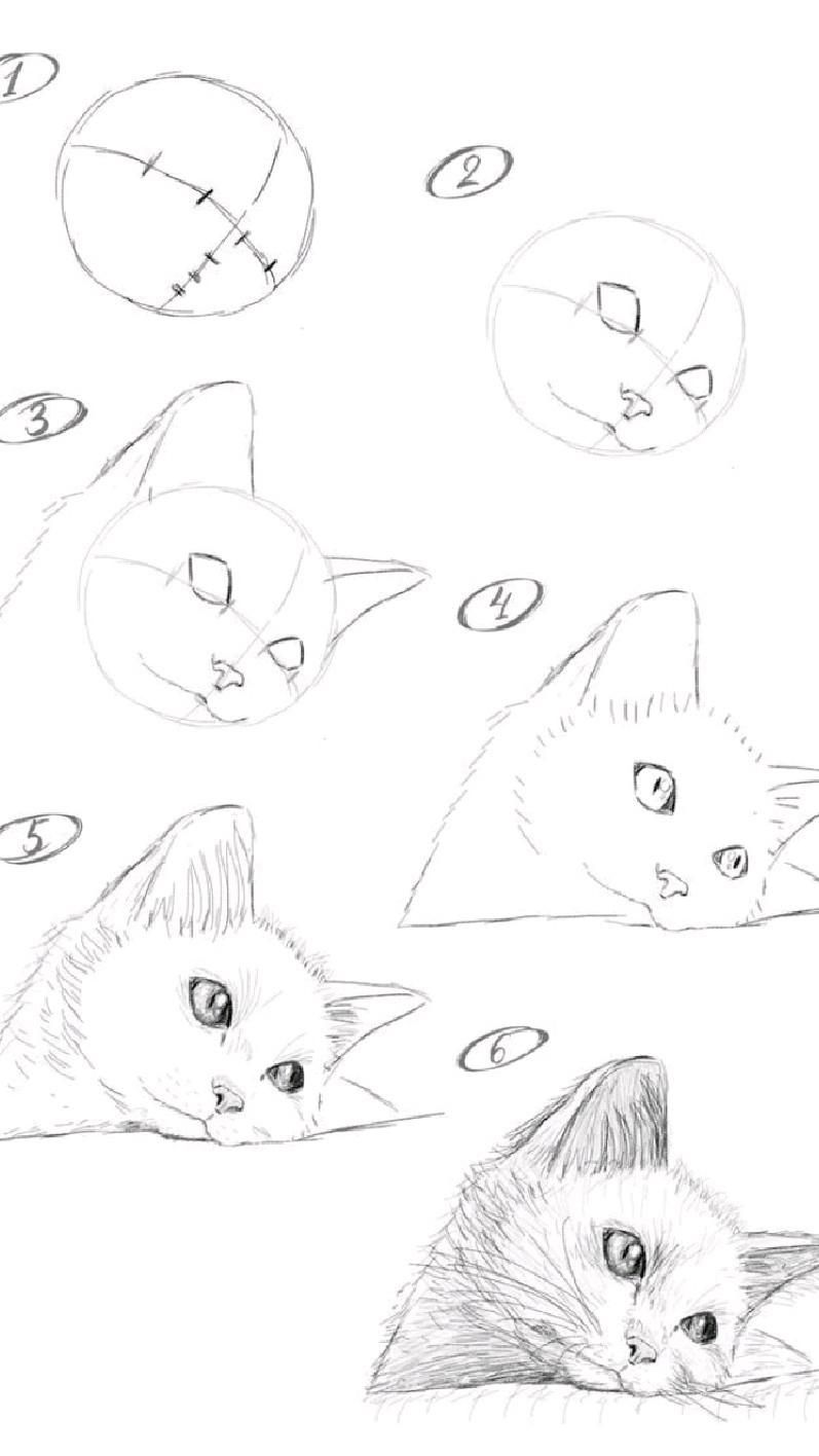Cat Drawings: Step-by-Step Guide to Sketching a Relaxed Cat Face