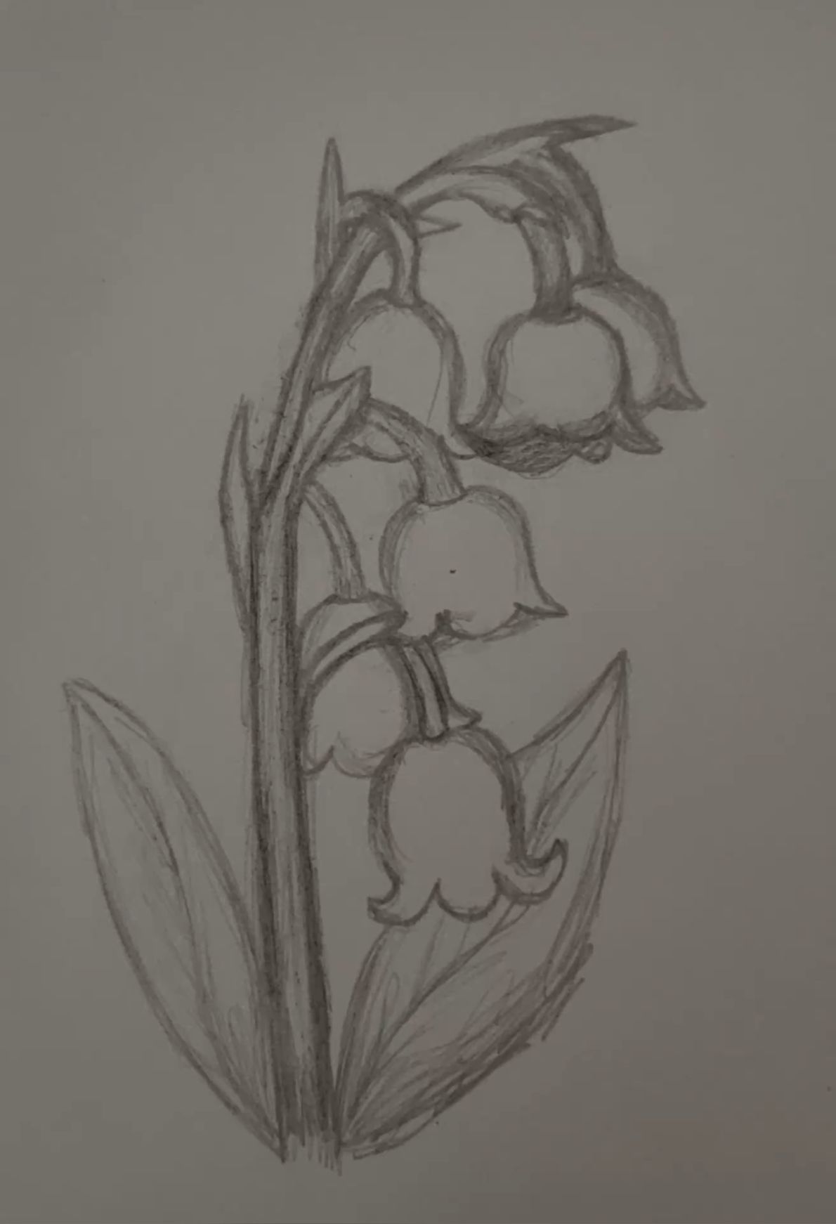 Charming Pencil Sketch of Lily of the Valley