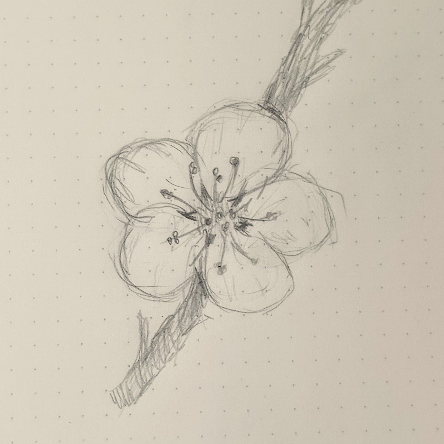Simple Sketch of a Cherry Blossom