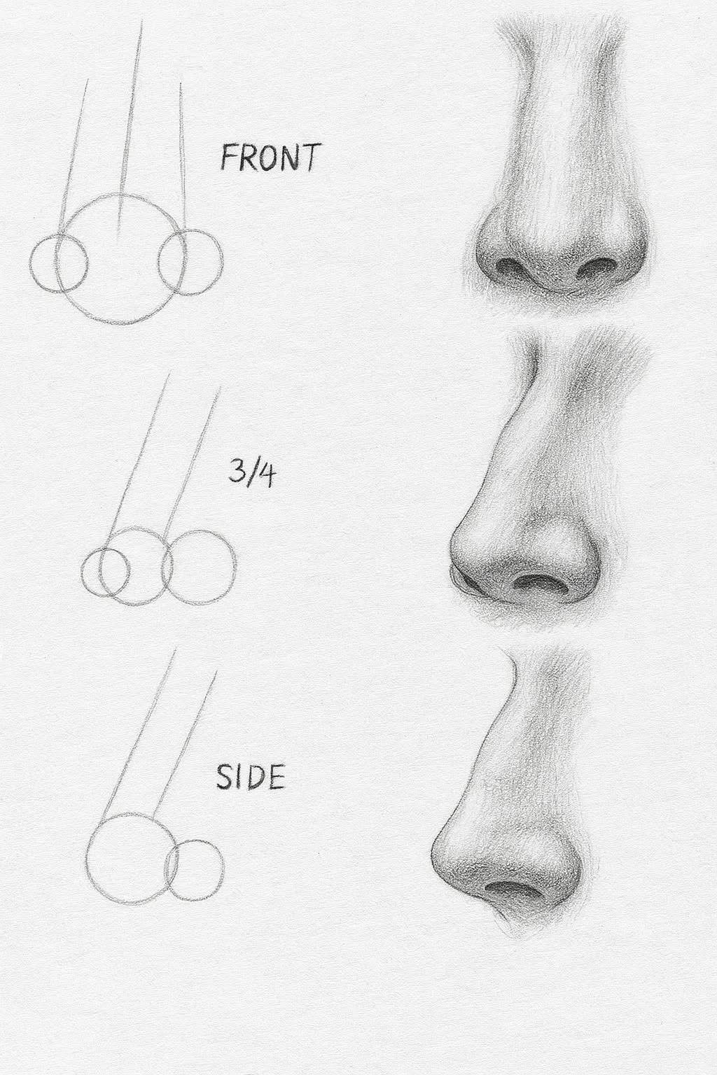 Drawing of the Nose: Comprehensive Guide to Front, Side, and 3/4 Views