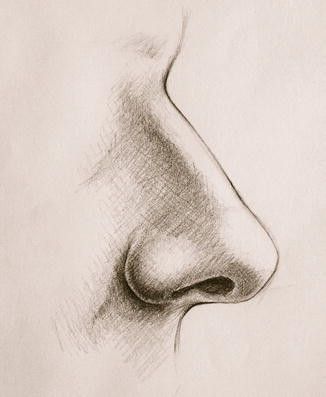 Drawing of the Nose: Realistic Side Profile Tutorial for Beginners