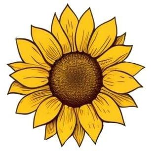Bright and Cheerful Sunflower