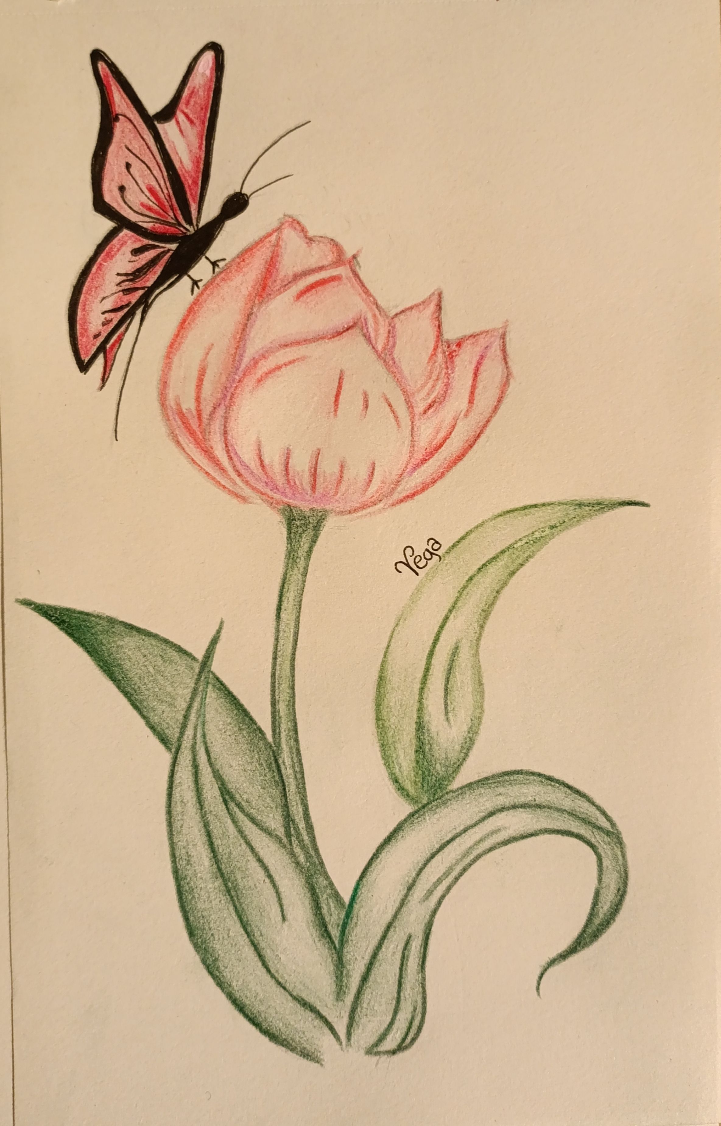 Charming Tulip with Butterfly