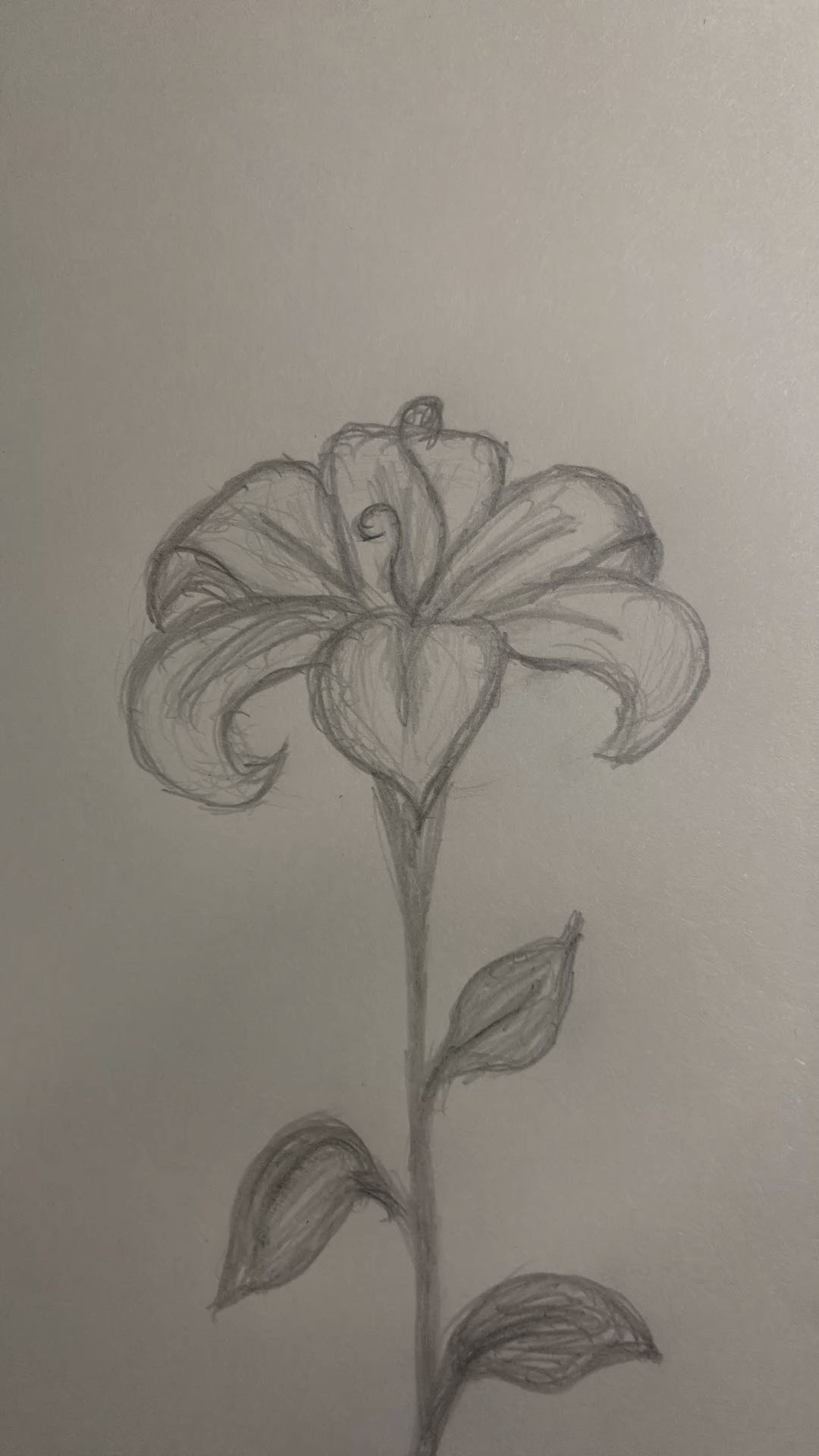 Elegant Sketch of a Lily Blossom