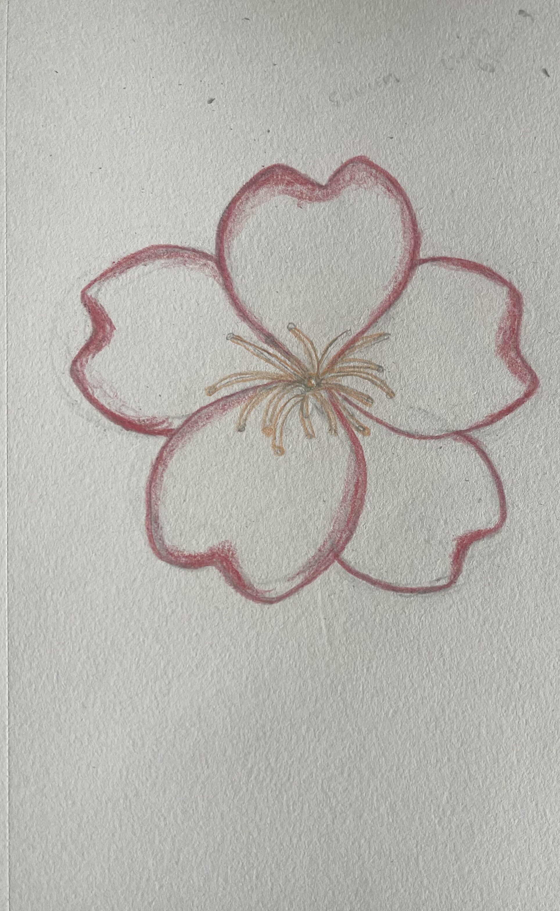 Simple Cherry Blossom in Bloom