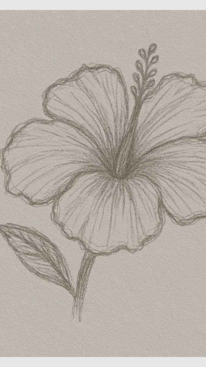 Simple Hibiscus Blossom Sketch