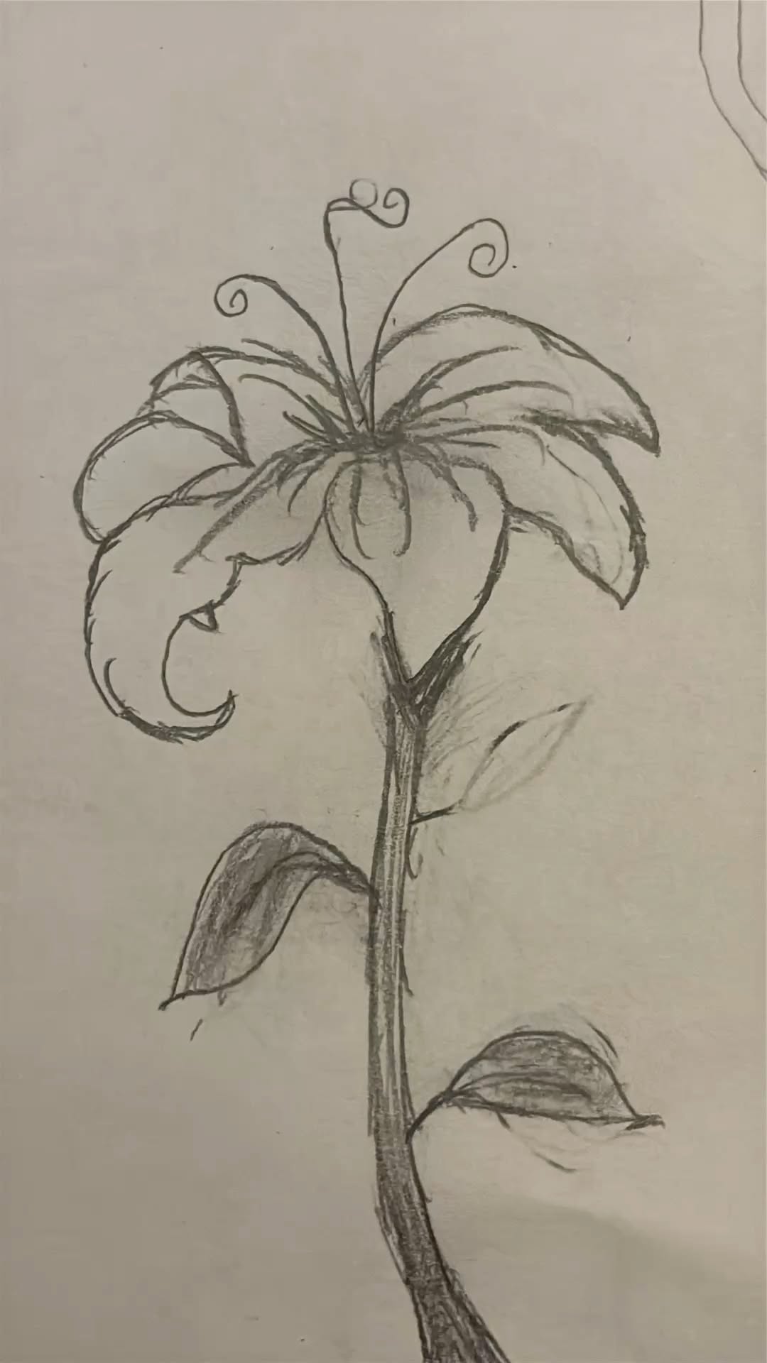 Simple Lily with Elegant Curves