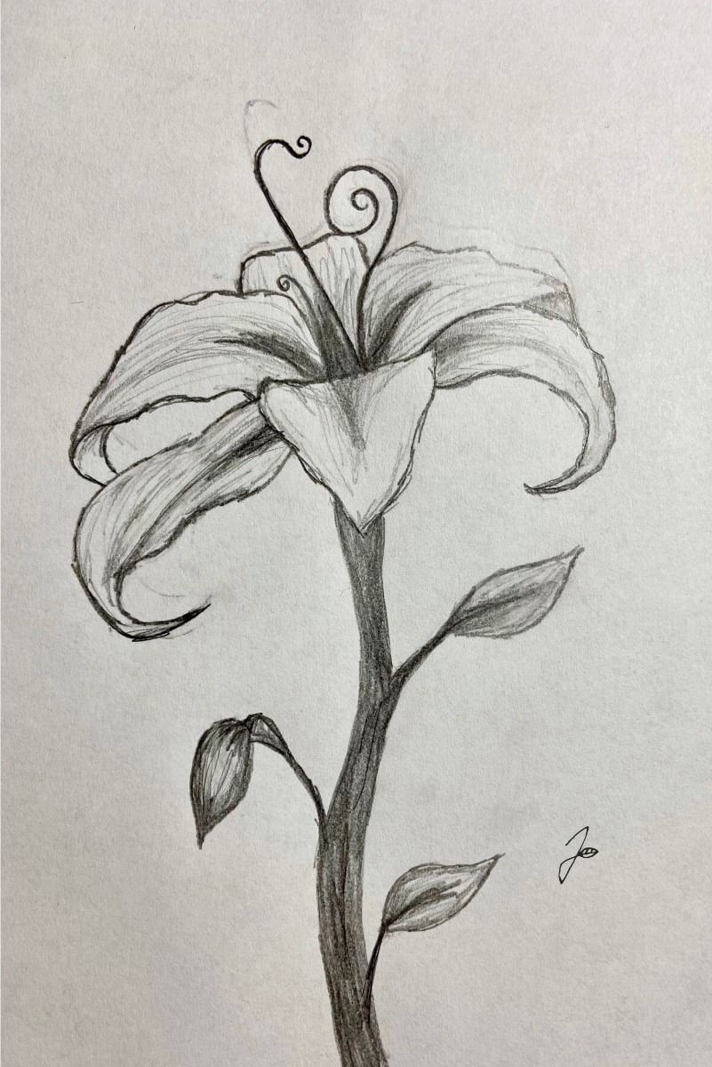 Simple Lily with Elegant Curves