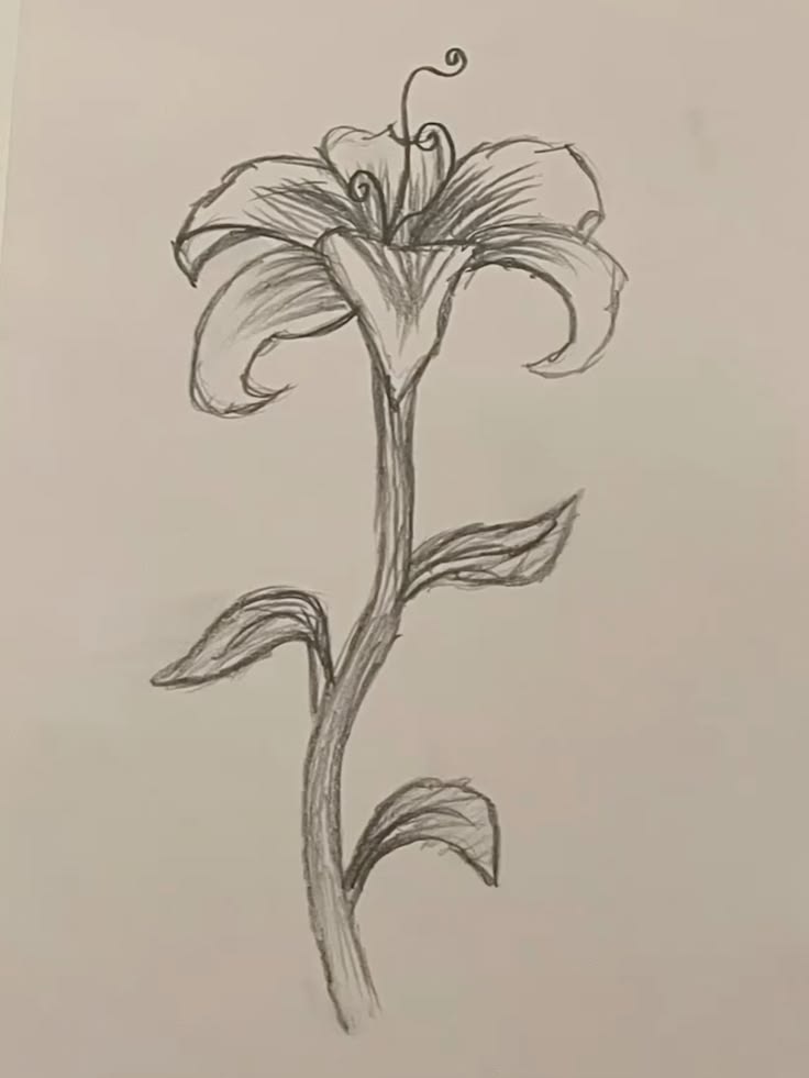 Simple Lily with Graceful Stem