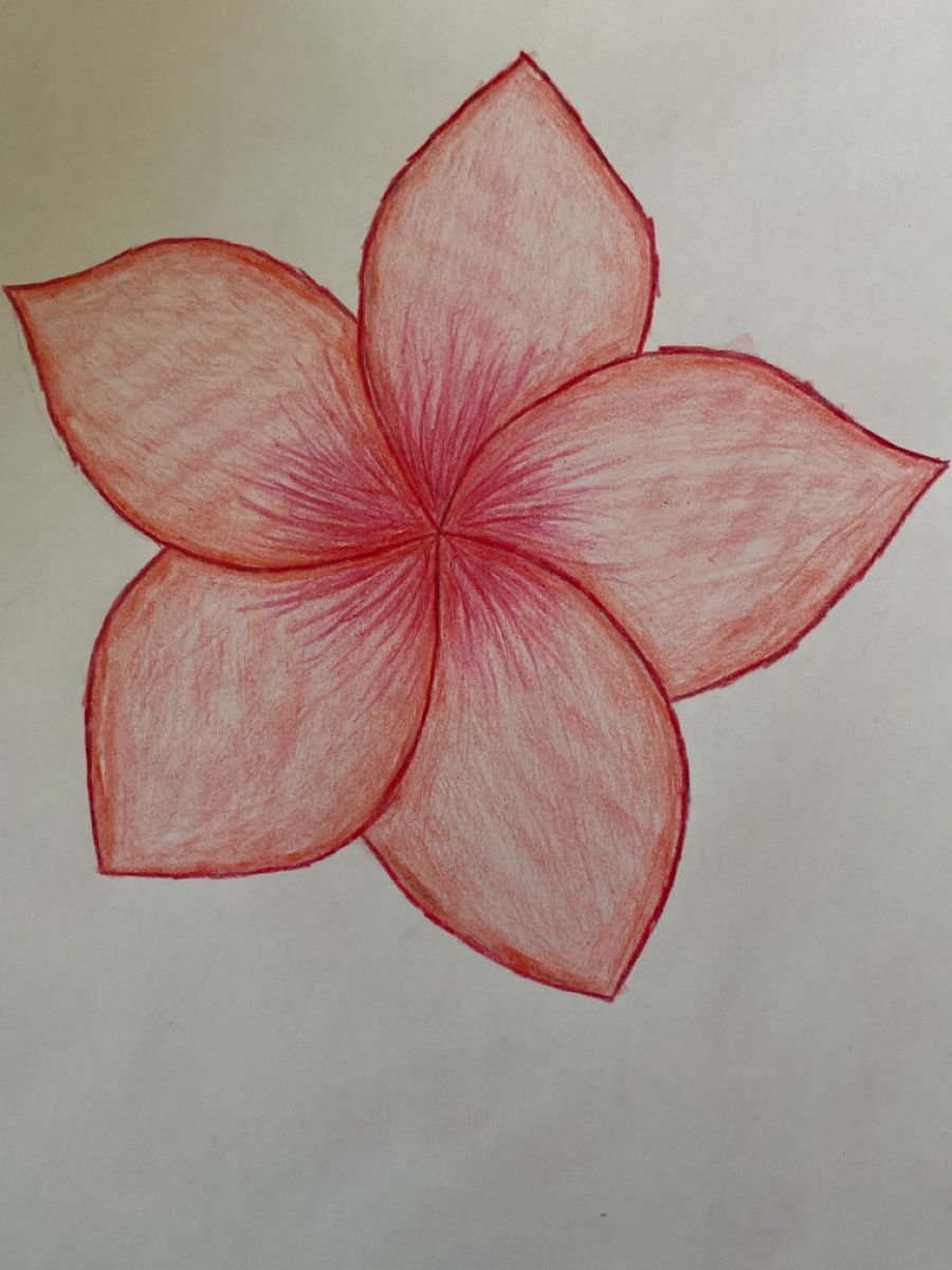 Simple Pink Plumeria Blossom