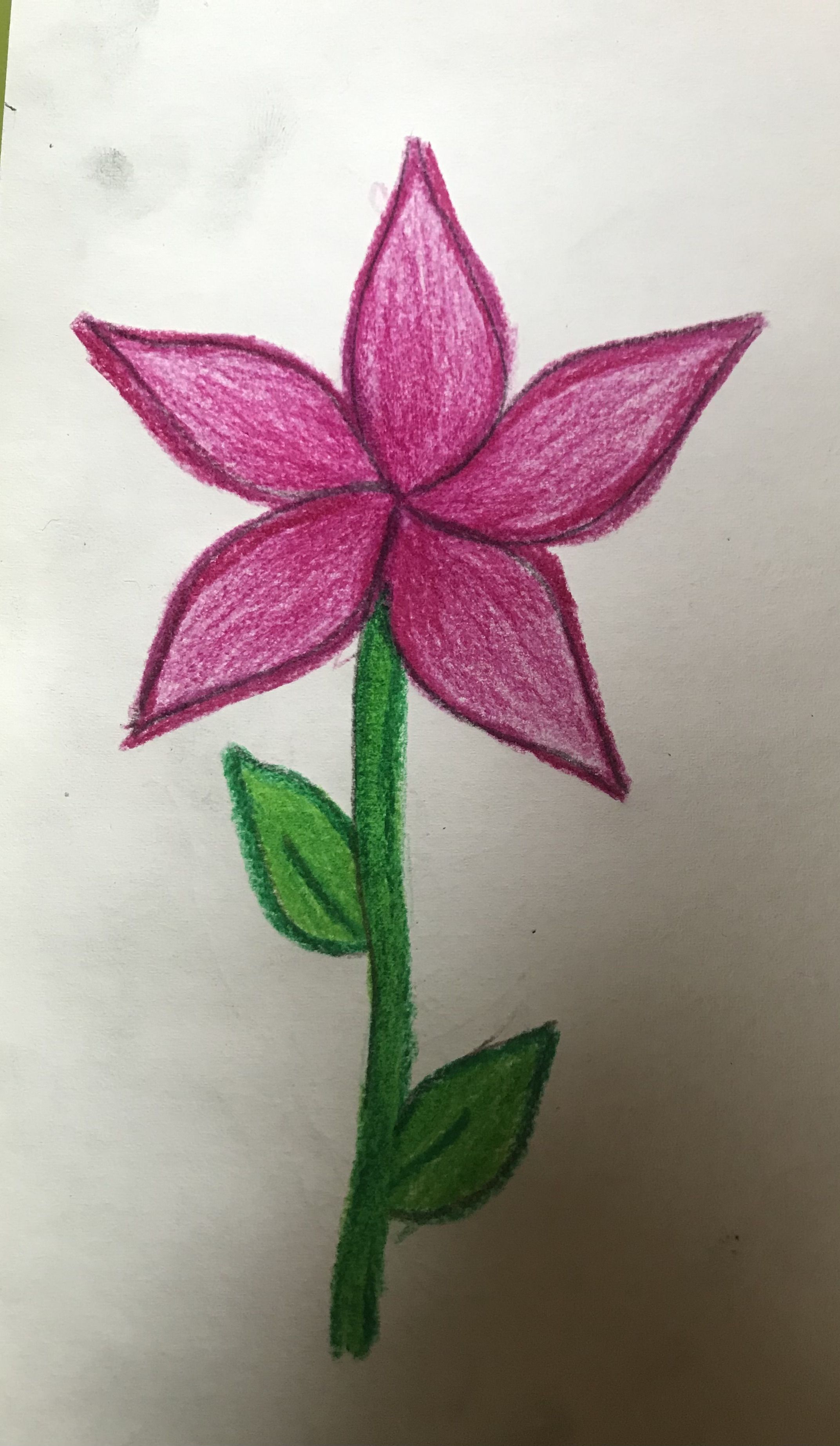 Simple Pink Star Flower with Stem