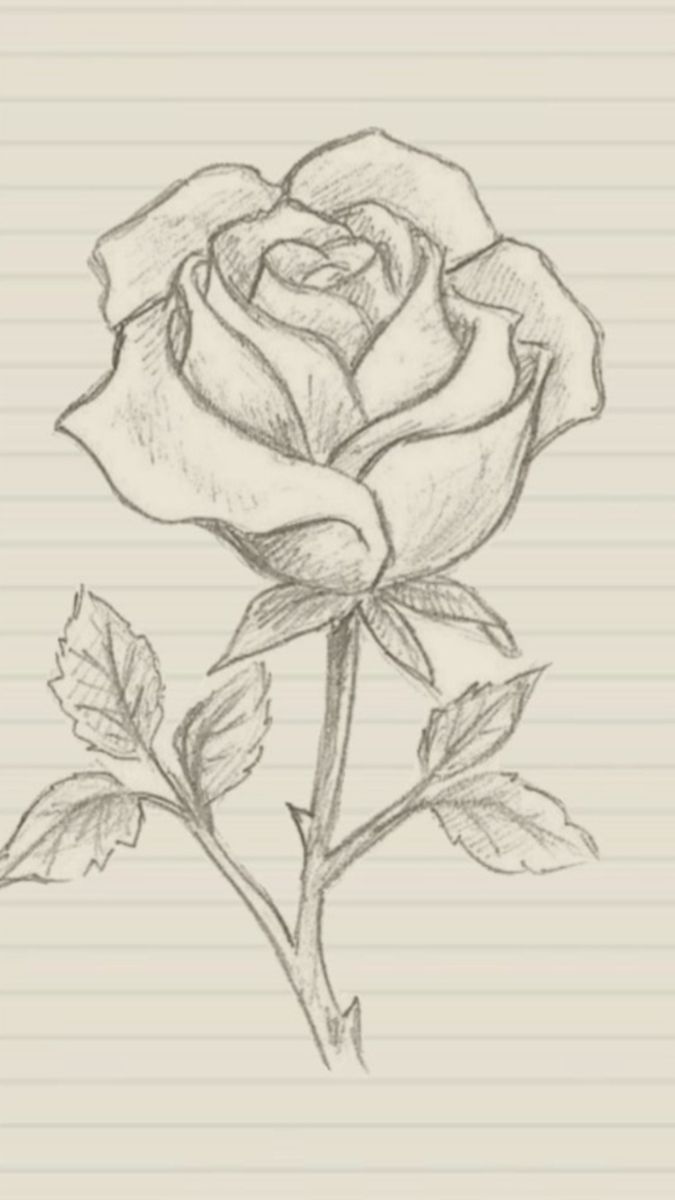 Simple Sketch of a Classic Rose