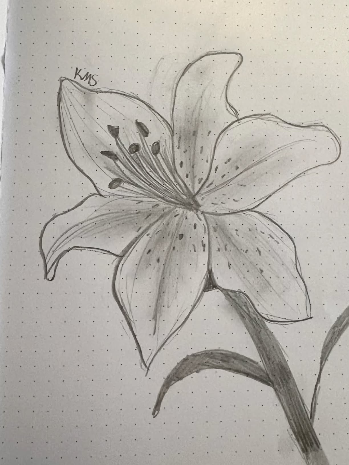 Simple Sketch of a Lily Blossom