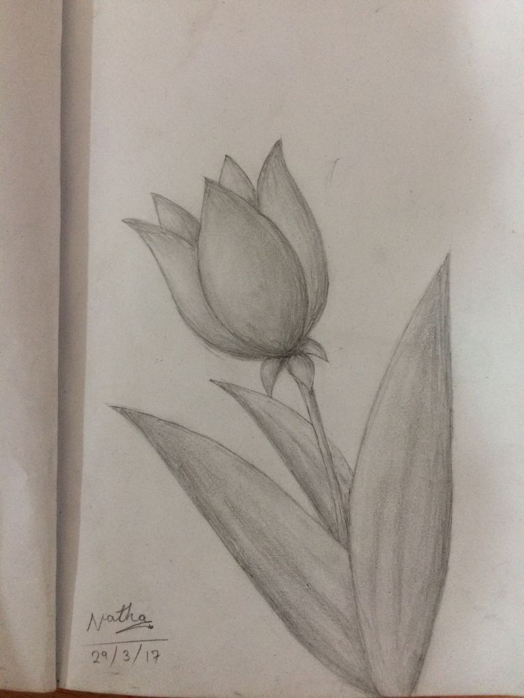 Simple Sketch of a Tulip with Leaves