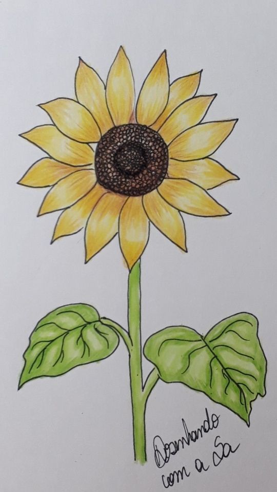 Simple Sunflower with Green Leaves
