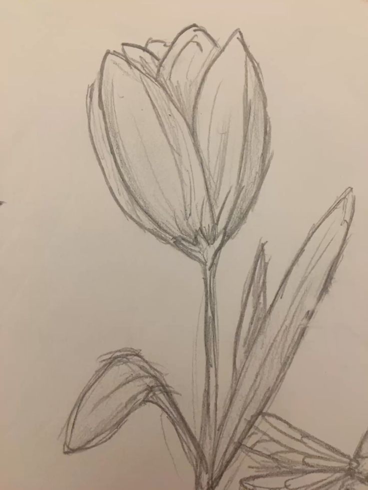 Simple Tulip Blossom