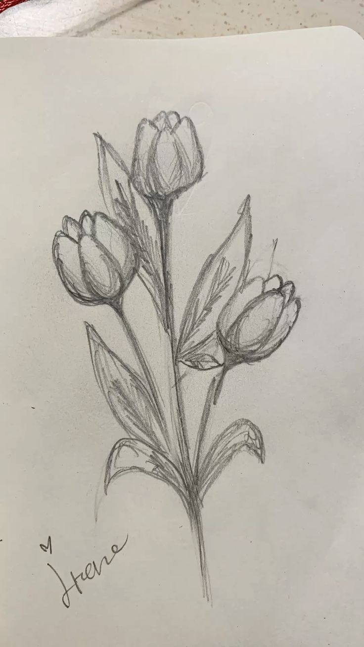 Simple Tulip Bouquet Sketch