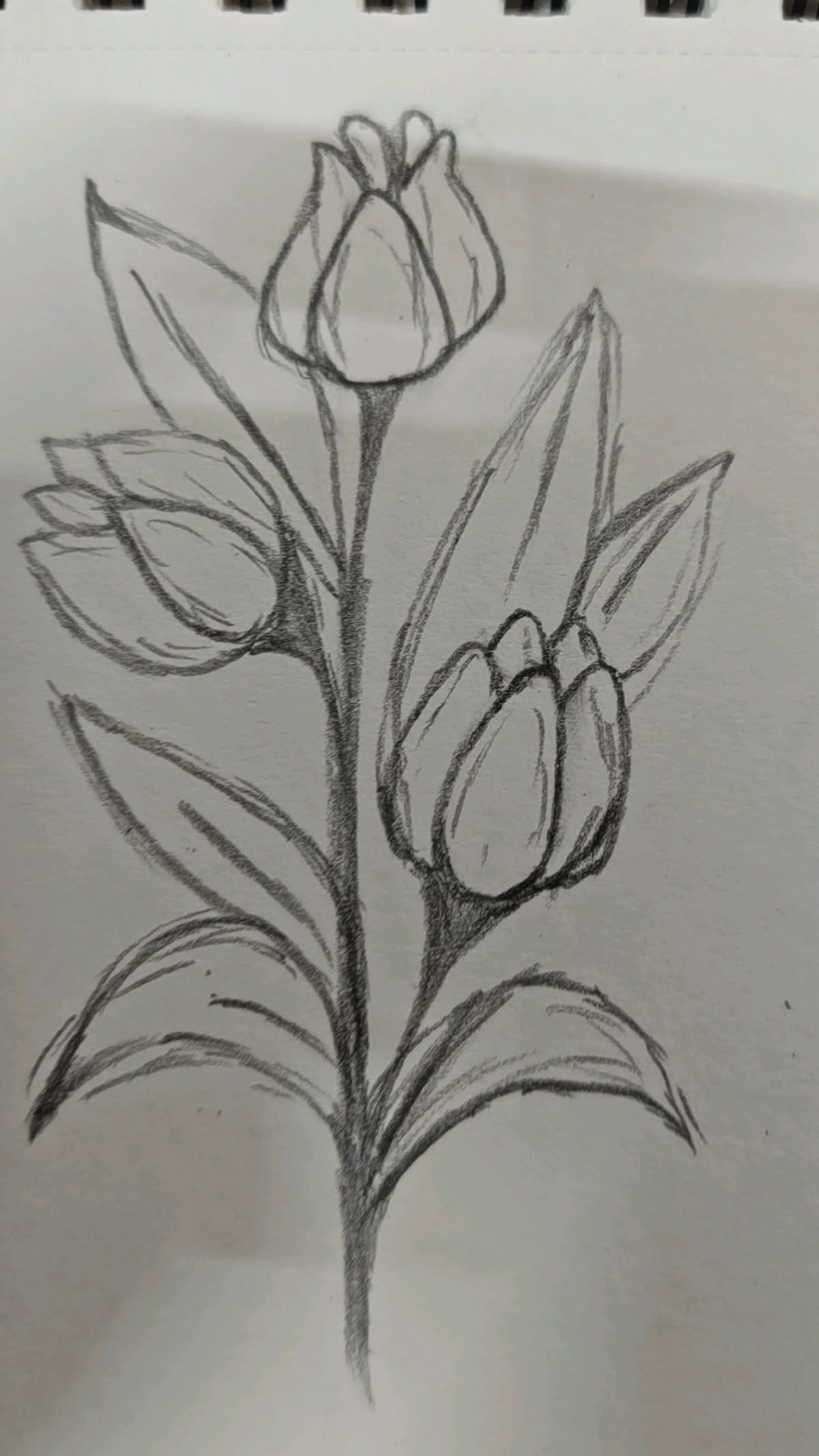 Simple Tulip Bouquet Sketch