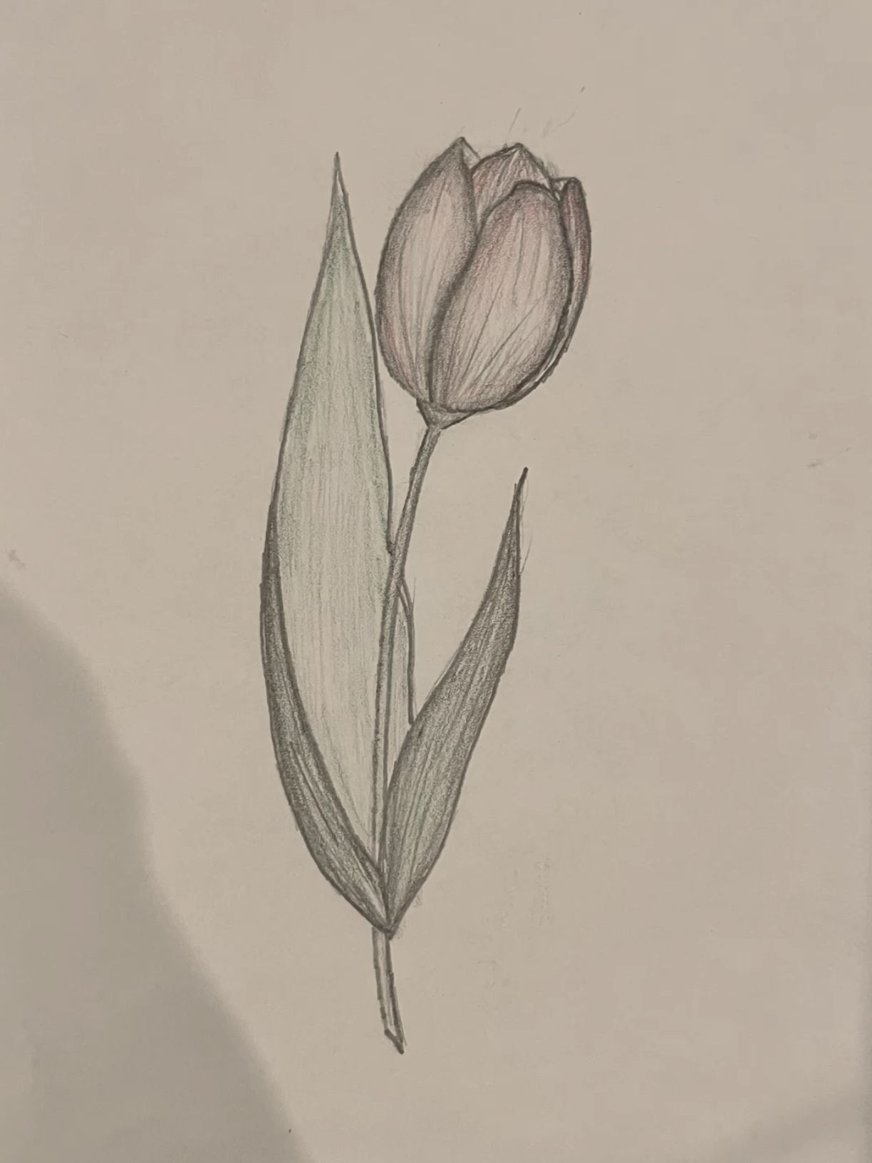 Simple Tulip with Leaf