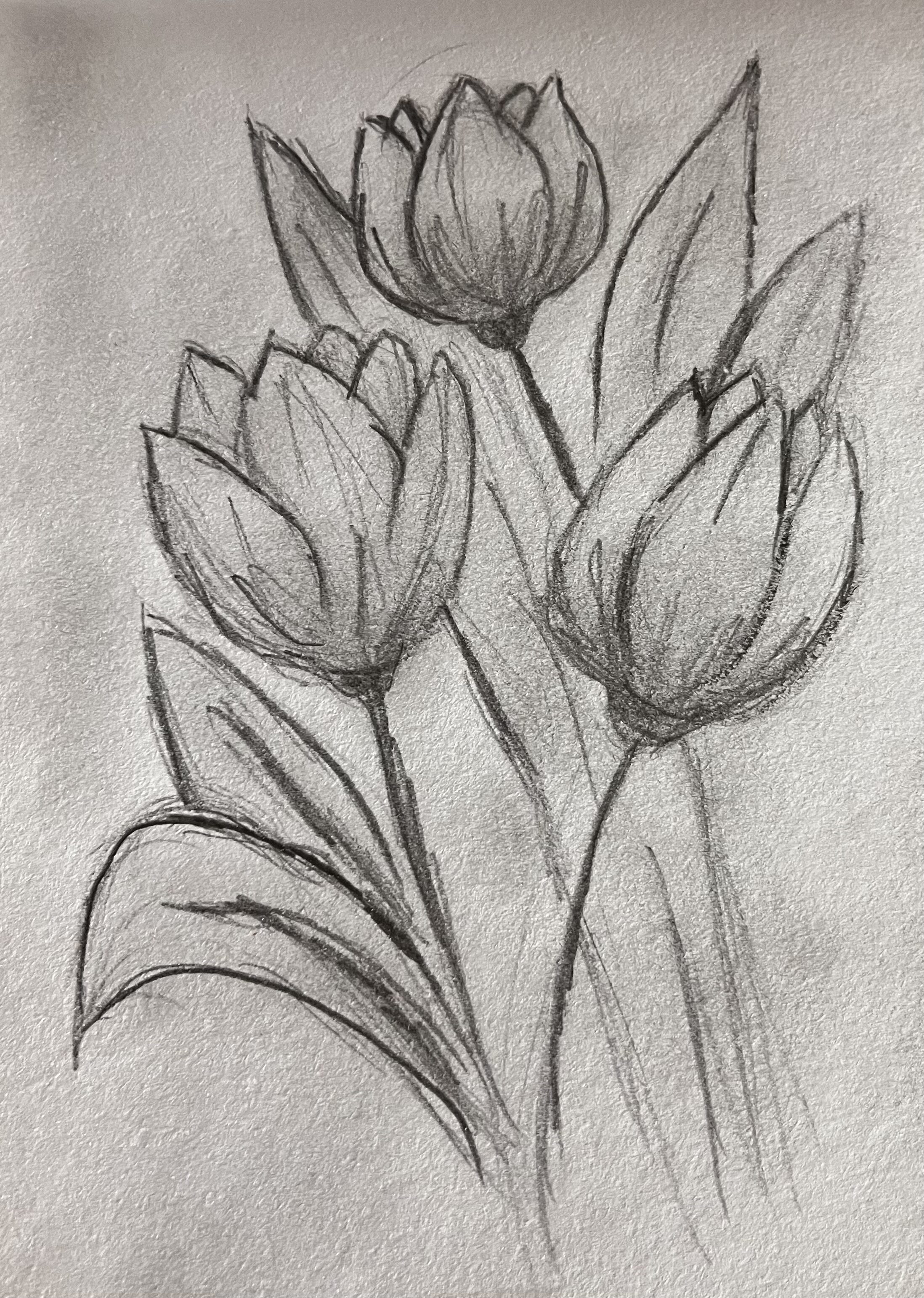 Simple Tulips with Leaves