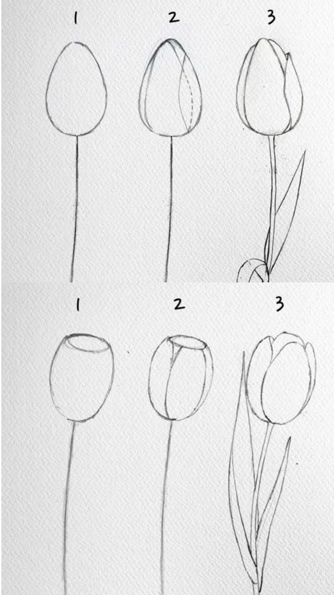 Easy Flowers to Draw: Step-by-Step Tulip with Stem