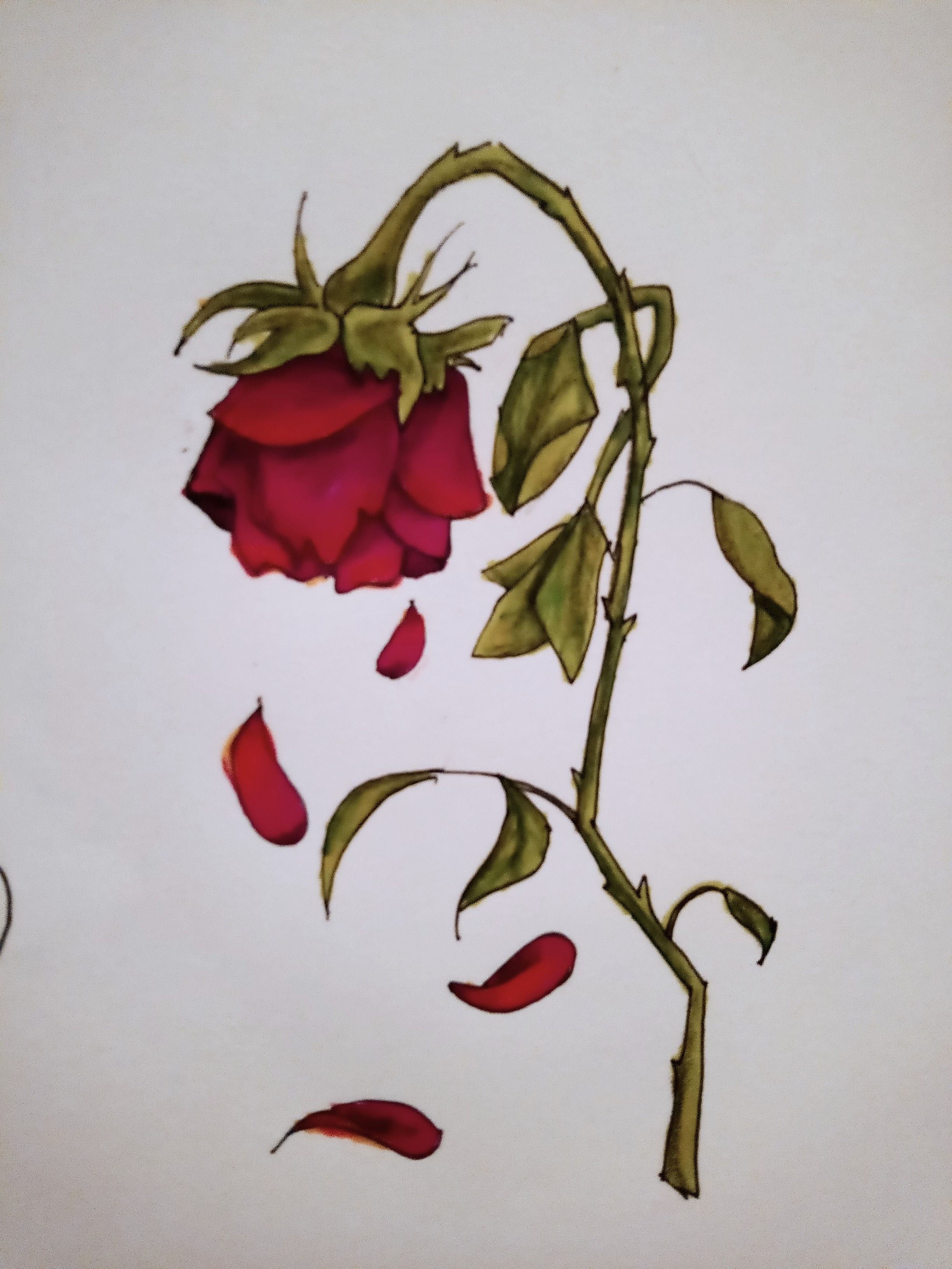 Elegant Drooping Rose with Petals