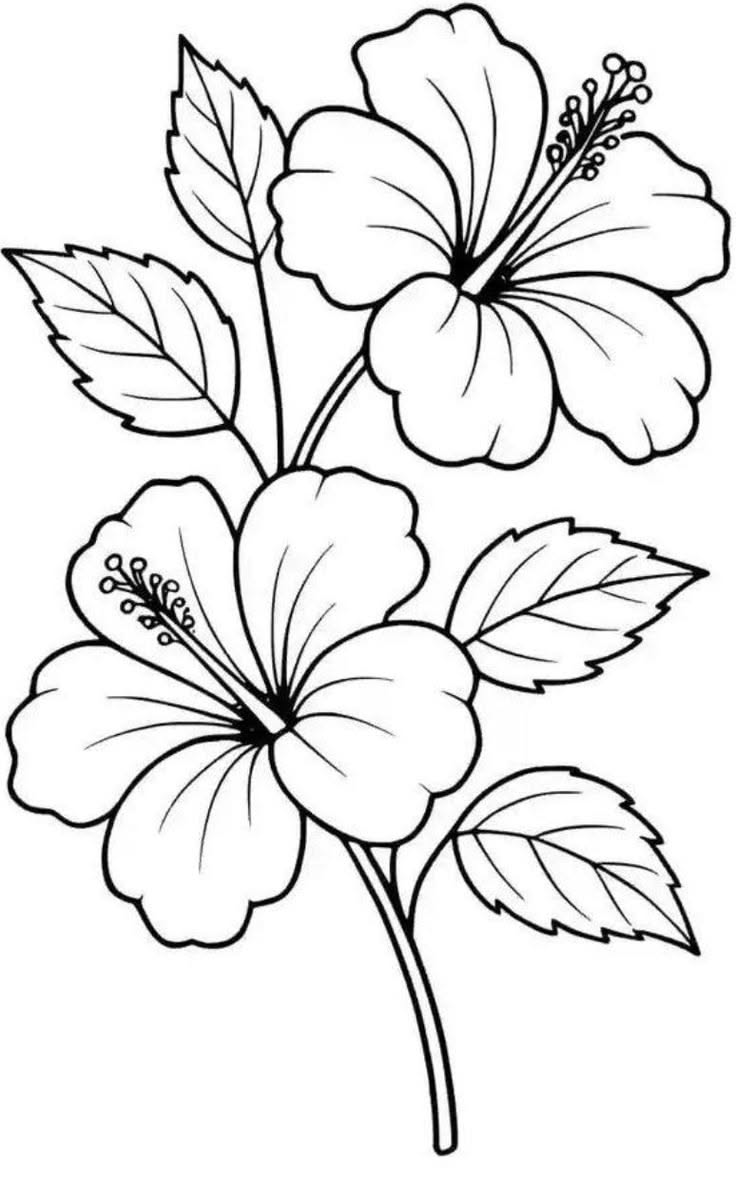 Elegant Hibiscus Blooms with Leaves