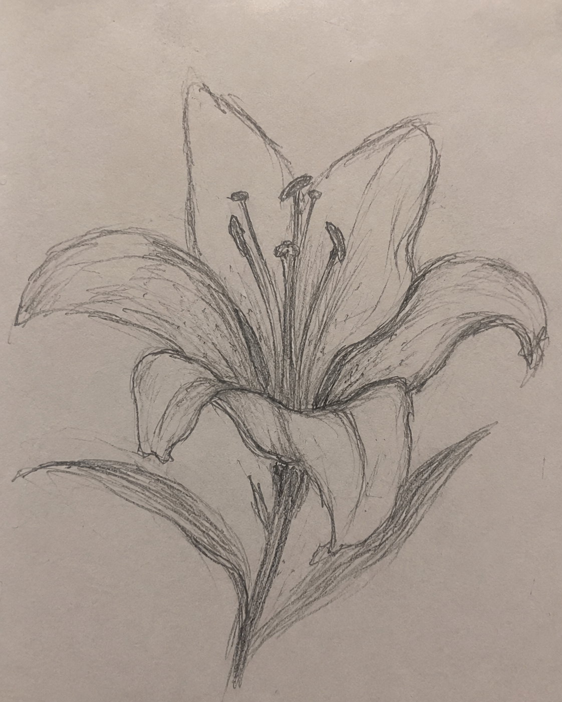 Elegant Lily Blossom Sketch