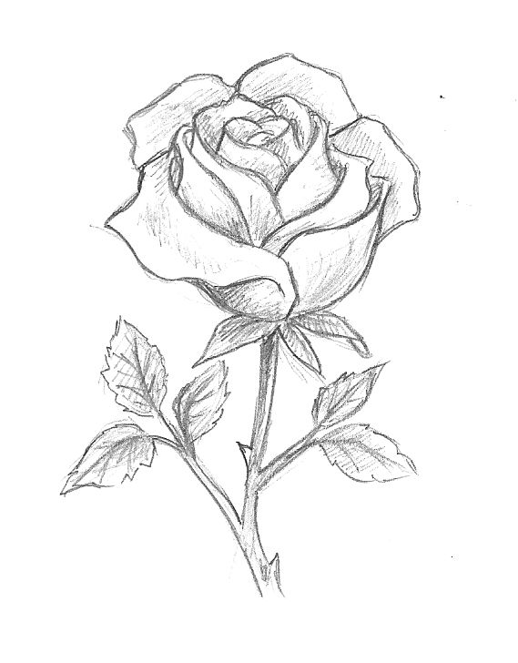 Elegant Pencil Sketch of a Rose