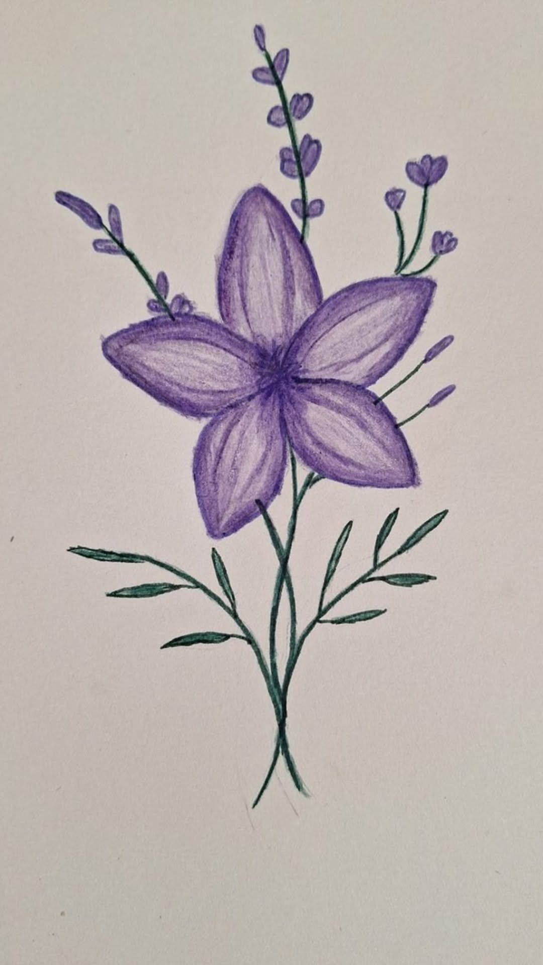 Elegant Purple Lily with Delicate Buds
