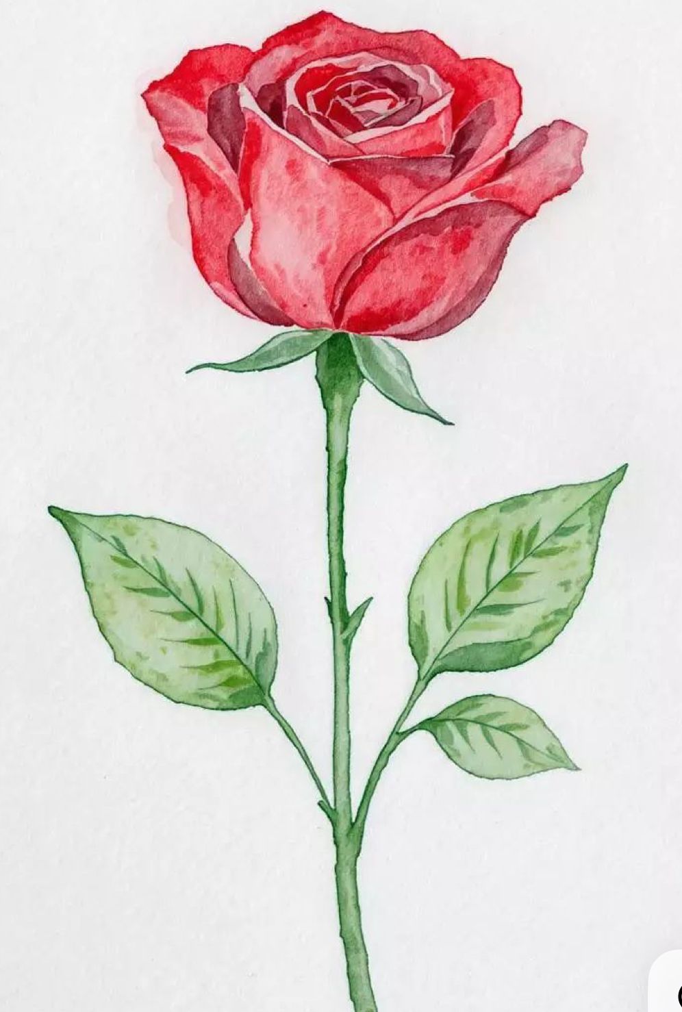 Elegant Red Rose with Lush Green Leaves