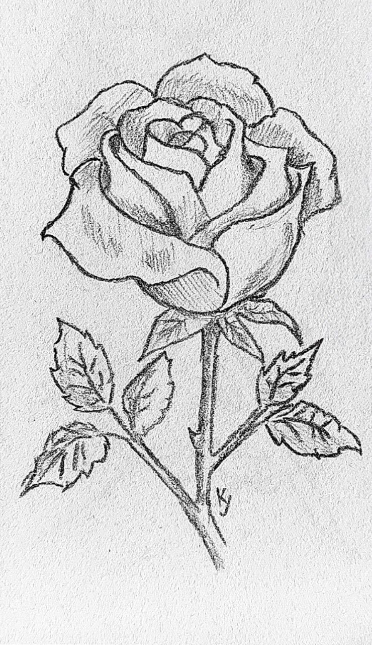 Elegant Rose Bloom with Leaves