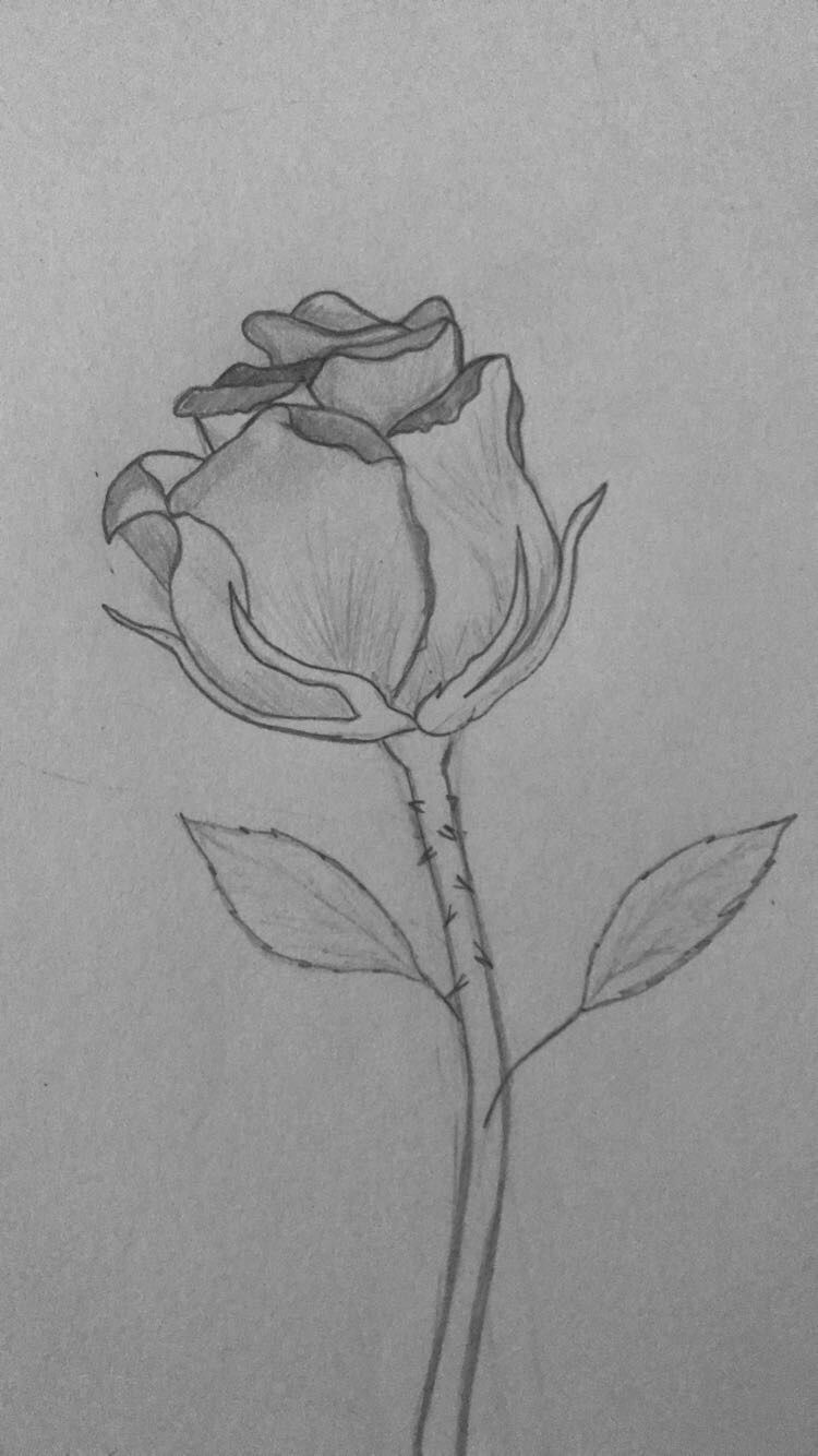 Elegant Rose with Delicate Petals