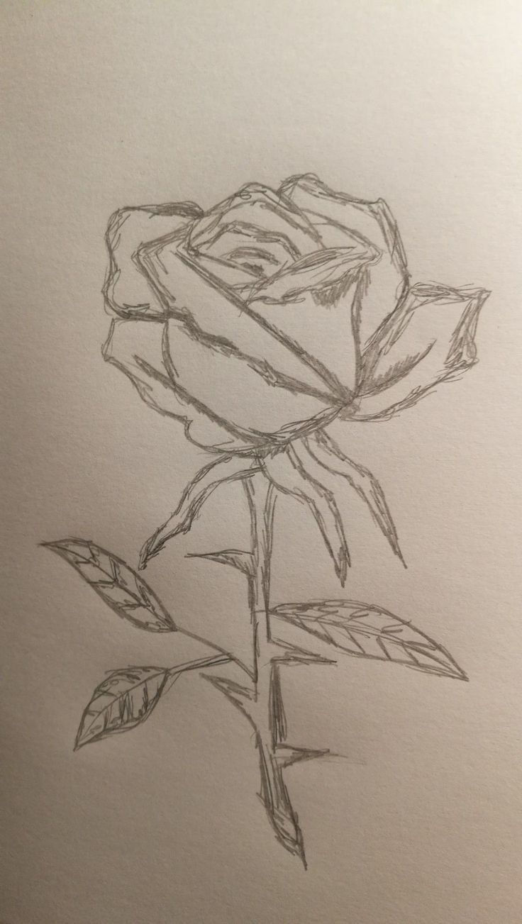 Elegant Rose with Detailed Stem