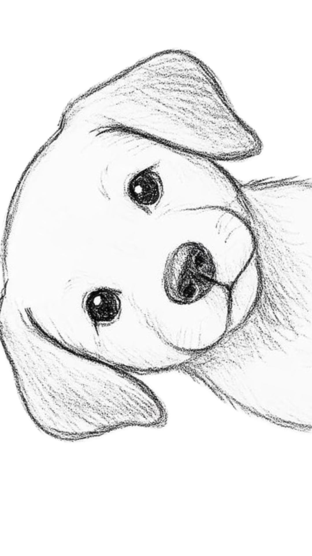 Adorable Puppy Face