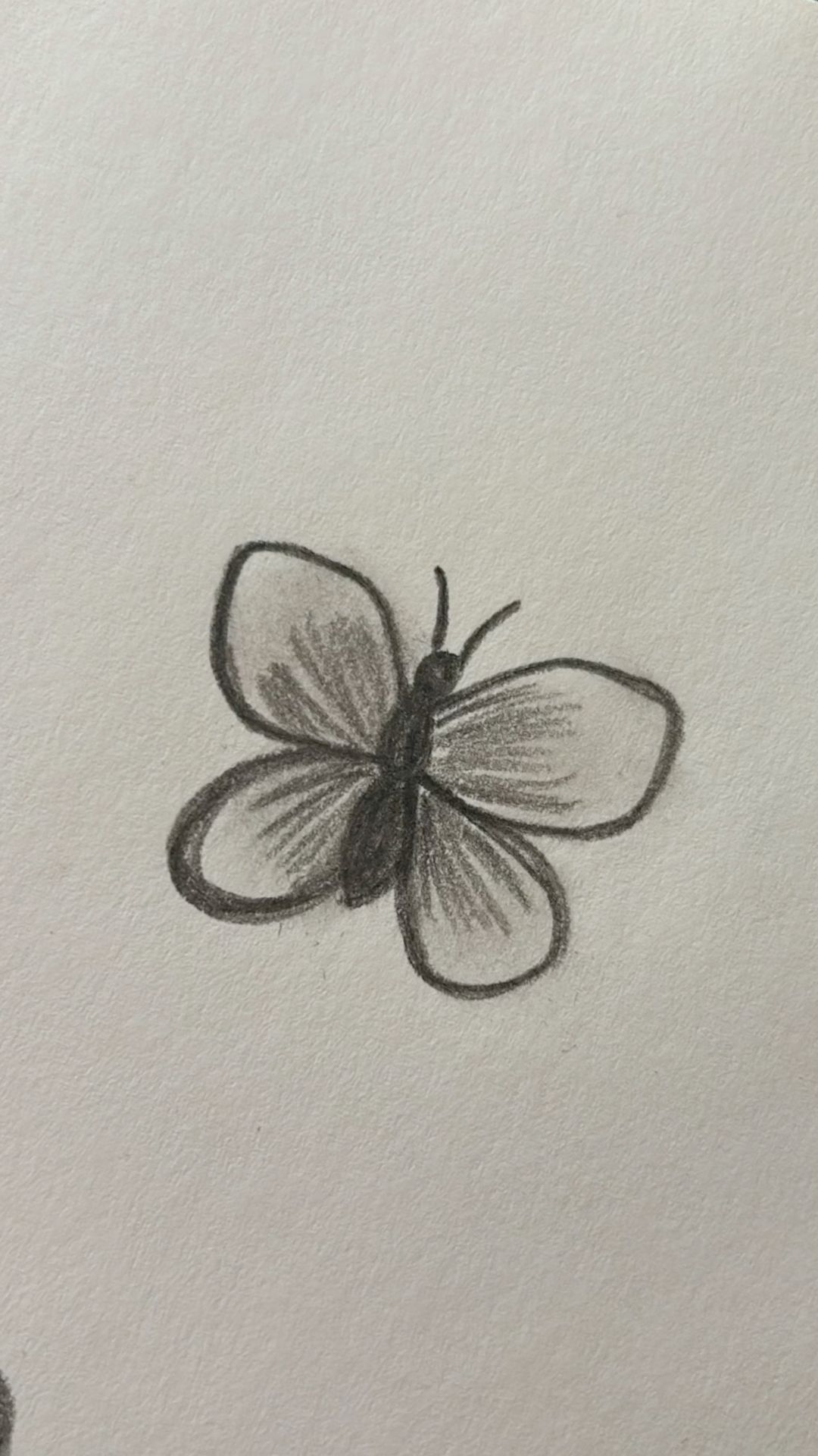 Delicate Butterfly Sketch
