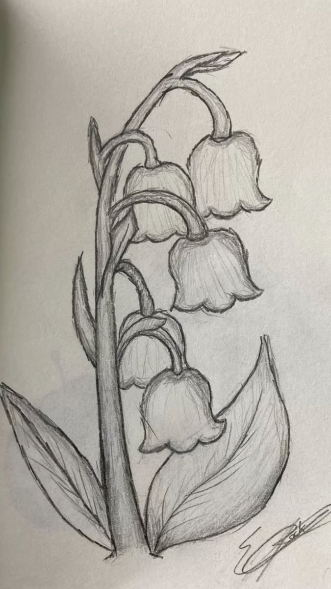 Elegant Bell Flower Sketch
