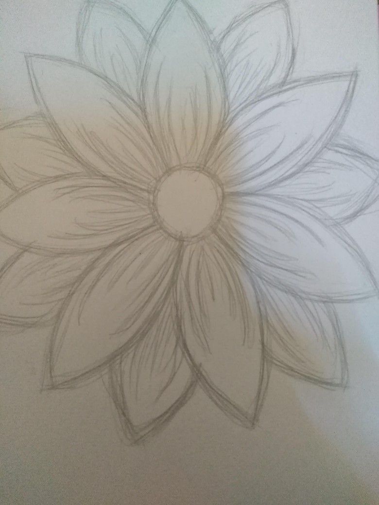 Elegant Lotus Flower Sketch
