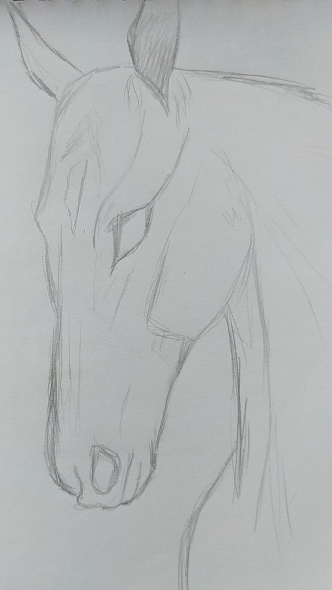 Majestic Horse Head Portrait
