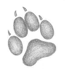 Adorable Paw Print Drawing