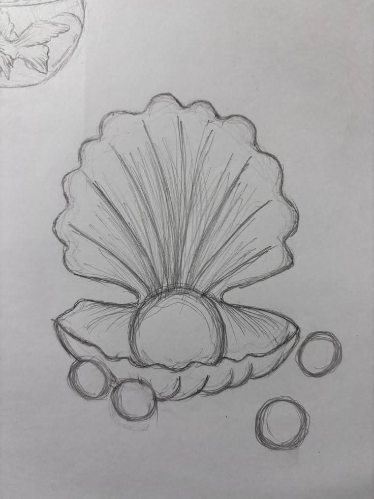 Adorable Seashell with Pearls Drawing