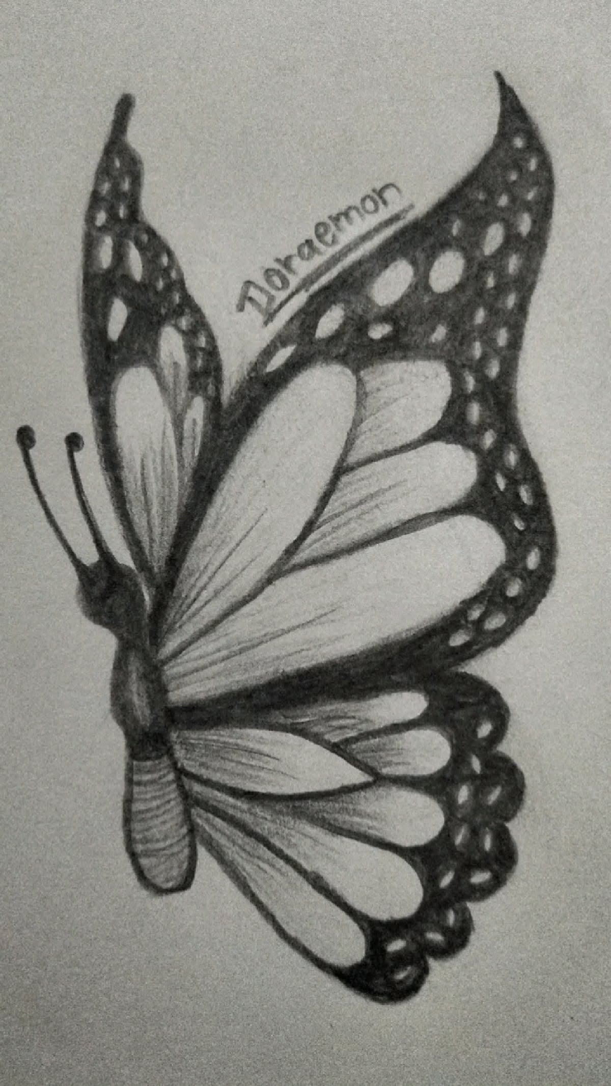 Beautiful Butterfly Sketch