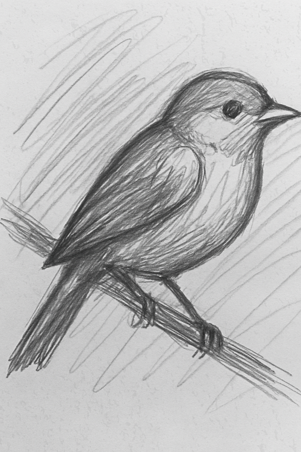 Easy Bird Sketch on a Branch Drawing