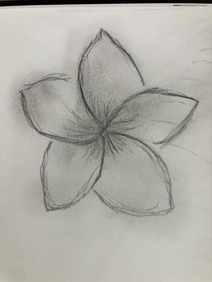 Easy Flower Sketch Drawing