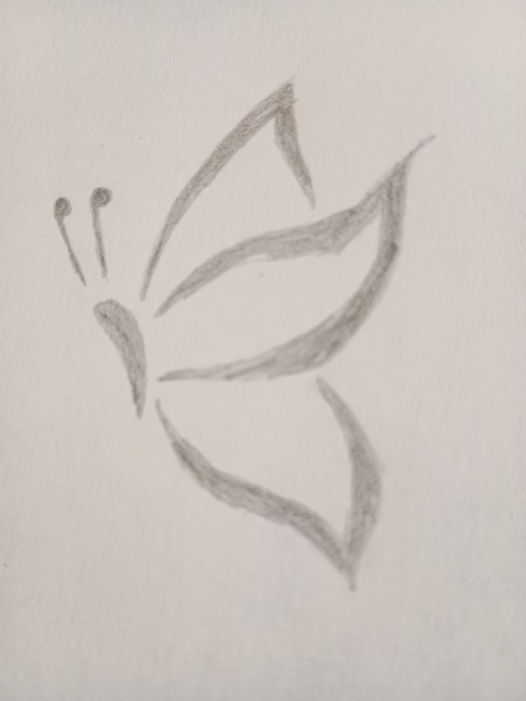 Elegant Butterfly Sketch Drawing