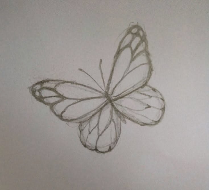 Elegant Butterfly Sketch Drawing