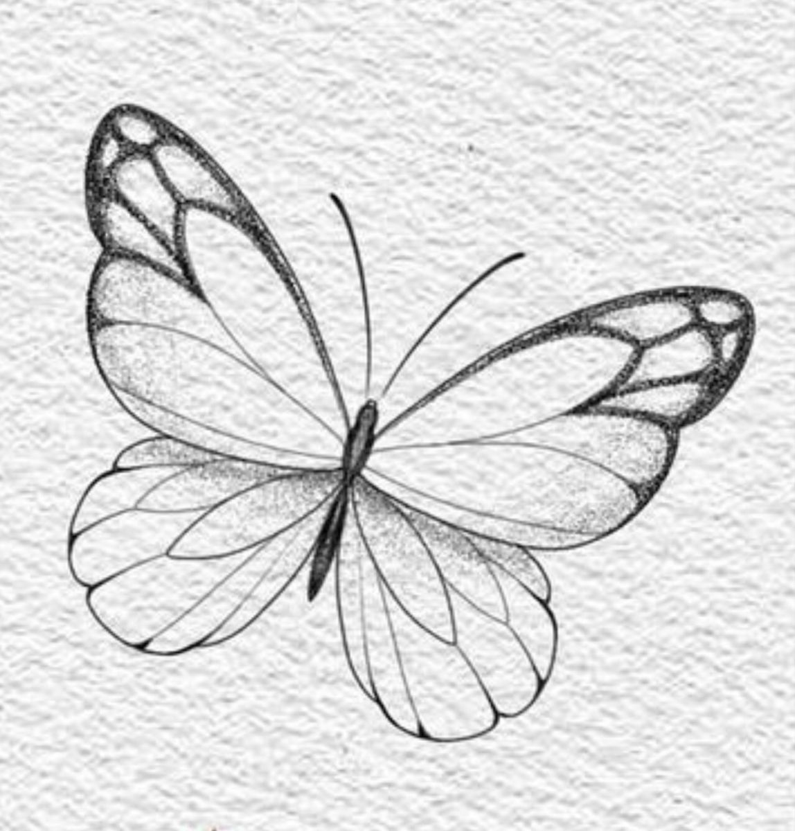 Elegant Butterfly Sketch Drawing