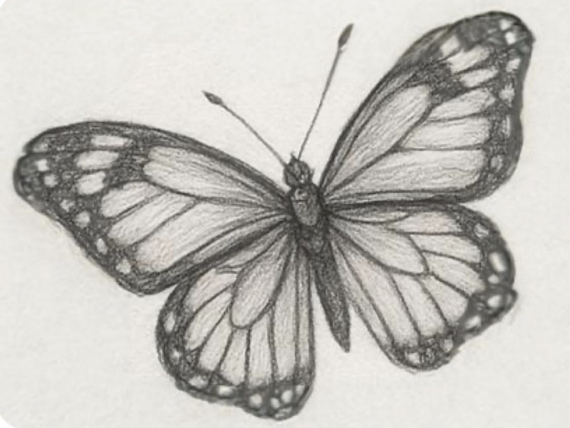 Elegant Butterfly Sketch