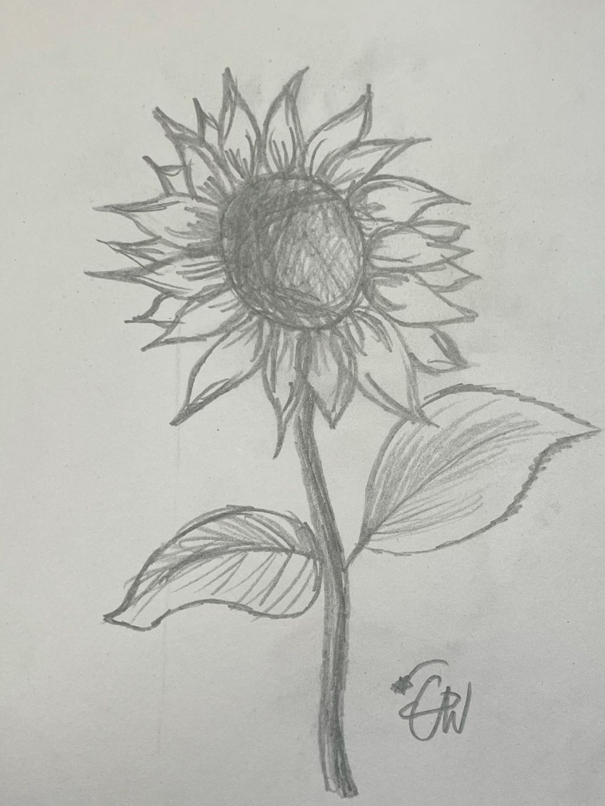 Sketches to Draw: Detailed Sunflower Pencil Sketch